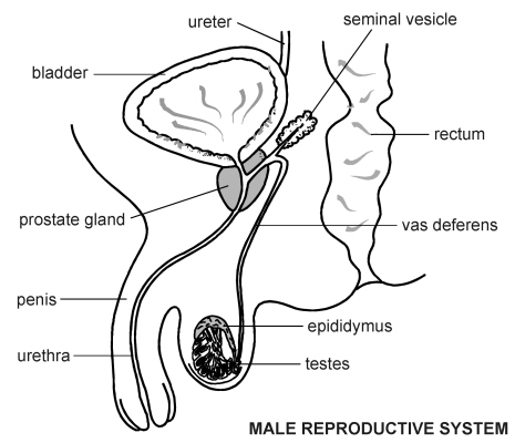 Male Sex Organs Diagram 93